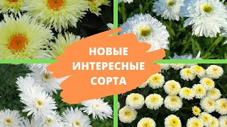 РОМАШКА САДОВАЯ или НИВЯНИК: новые и интересные сорта для вашего сада