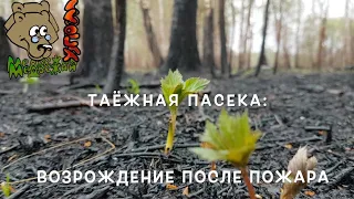 Таёжная пасека: возрождение после пожара