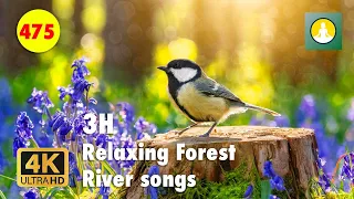 4K Mountain Stream: Serene Nature Sounds for Relaxation and Sleep - Meditation 475