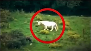 5 REAL PEGASUS CAUGHT ON CAMERA & SPOTTED IN REAL LIFE!