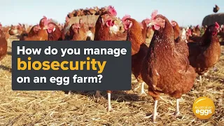 Healthy Hens- Managing biosecurity on an egg farm.