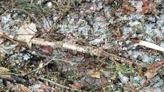 Old homestead shed found🤯 car parts and sasquatch language with in it🙂🙂