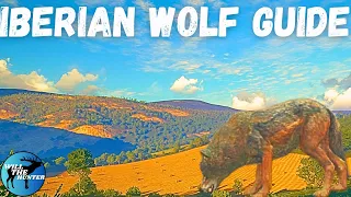 Cuatro Colinas Iberian Wolf Guide! TheHunter Call Of The Wild 2023