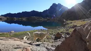 Goats of Ingalls Lake