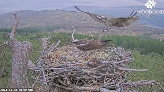 Fish with a side order of feathers for Dorcha the Loch Arkaig Osprey's breakfast 6 May 2024