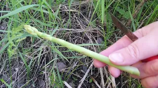 Секрет спаржи раскрыт. Вы этого точно ещё не знаете. Рвём спаржу, как грибы в лесу.