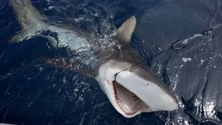 El Pez MAS PELIGROSO del Mar! | Pesca de Tiburón!