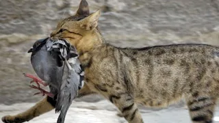Cat catching a bird || Amazing hunter cat || Cat attack on bird || Cat vs sparrow