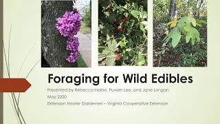 Foraging for Wild Edibles