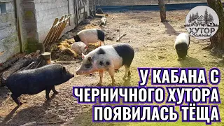 У КАБАНА ПАНТАЛОНА С ЧЕРНИЧНОГО ХУТОРА ПОЯВИЛАСЬ ТЁЩА. НОВАЯ ЭЛЕКТРОПРОВОДКА НА ХУТОРЕ.