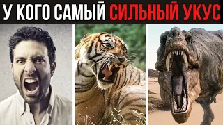 У кого самый СИЛЬНЫЙ УКУС | Мир в Цифрах