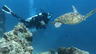 Have you seen sea turtle in action underwater?