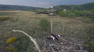 Strange Osprey Behaviour (4K)