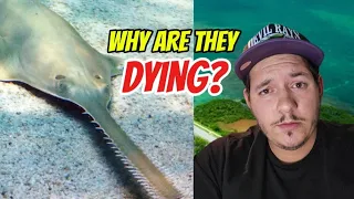 Why are sawfish dying in Florida?