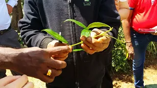 vegetative propagation single node cutting for planting