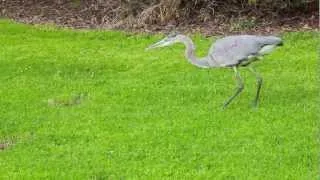 great blue heron on a hunt