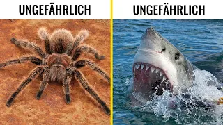 10 Tiere, die unheimlich, aber nicht gefährlich sind!