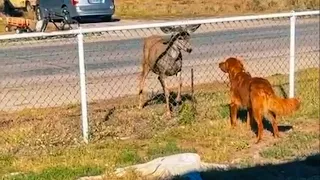 Deer Brings Her Family To Meet Her Dog Best Friend!