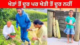 Kids Picked Organic Vegetables with Grand Mother from Home Garden || Lifetime Lessons