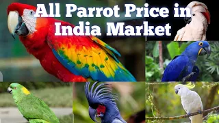 Parrot price in india|Exotic Parrot birds sale buy price in india|parrot price in india