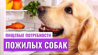 🐕📝🐾 Как кормить пожилую собаку?