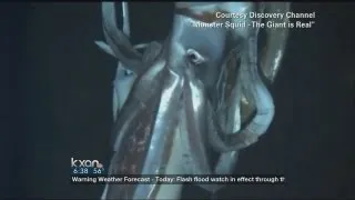 Digital Download: First-ever giant squid video (Jan. 9, 2013)