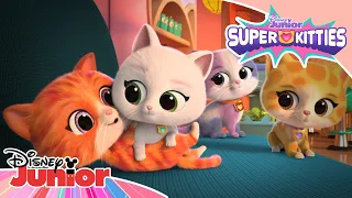 😻 La mulți ani de Ziua Pisicuțelor! | Super Pisicuțe | Disney Junior România