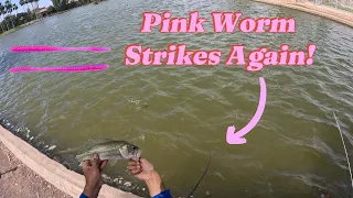 Pink Worm Fishing!