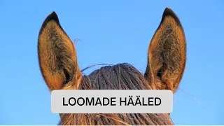 Loomade hääled