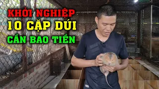 Chi Phí Và Lợi Nhuận Nuôi 10 Cặp Dúi Má Đào Ở Bắc Giang