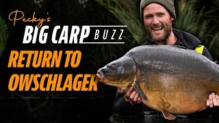 Pecky's Big Carp Buzz | Return to Owschlager (As seen on Korda Masterclass 4)