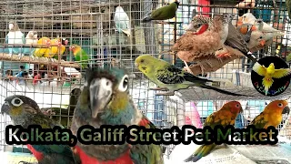 Galiff Street Pet Market | Largest pet market in Eastern Asia | Beautiful Birds #Deep_Traveller