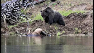 24 Hours After Grizzly Kills Bull Elk in Yellowstone