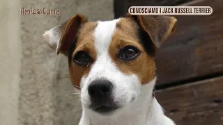 Conosciamo i Jack Russell Terrier - Amico cane