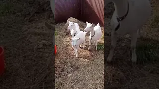 Видео от ветеринара. Куда ставить уколы козе. Ссылка на Инстаграм Вета в описании под роликом