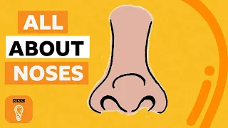 What's the point of noses? | BBC Ideas