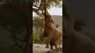 Perfect Shot: Giant Elephant Bull Filmed Standing UP on Two Legs in Namibia for Wildlife Documentary