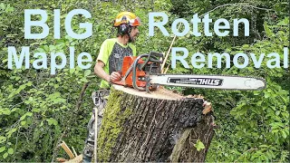 BIG Rotten Maple Removal!