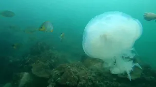 jellyfish #javafish #marinelife #marine #Cambodia credit by Chantha