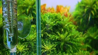 PLANTED AQUARIUM and inhabitants part3 - SOME BASICS FOR PLANTED TANK