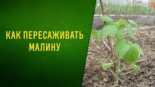 Как пересаживать малину