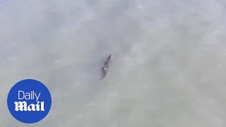 Crocodile enjoys a swim near a beach in Port Douglas