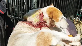 Wounded so badly, emergency surgery was this street dog's only chance.