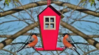 Bullfinch on The Little Red Bird House Feeder