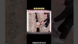 баран есть баран