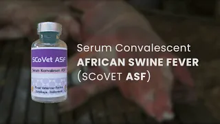 Serum Konvalesen ASF (SCoVet ASF)