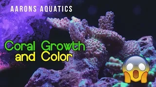 Increasing Coral Growth and Color
