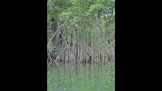 The Mangroves of Singapore - A Calm Oasis