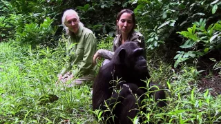 Wounda's Journey - Jane Goodall Witnesses Release of Chimpanzee Into New Island Sanctuary Site