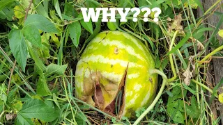 Why are the Watermelons splitting on the Vine? What to do?